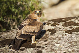Image. Booted Eagle
