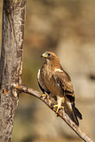 Image. Booted Eagle
