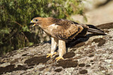 Image. Booted Eagle
