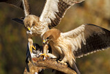 Image. Booted Eagle