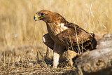 Image. Booted Eagle