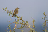 Image. Booted Warbler