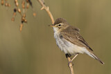 Image. Booted Warbler