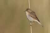 Image. Booted Warbler