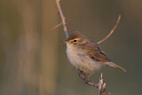 Image. Booted Warbler