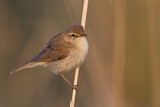 Image. Booted Warbler