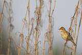 Image. Booted Warbler