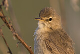Image. Booted Warbler