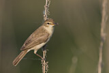 Image. Booted Warbler