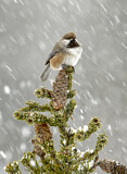 Image. Boreal Chickadee