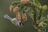 Image. Boreal Chickadee