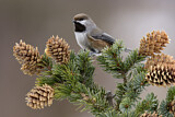 Image. Boreal Chickadee