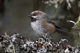 Image. Boreal Chickadee