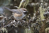 Image. Boreal Chickadee