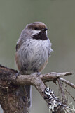 Image. Boreal Chickadee