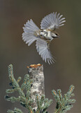 Image. Boreal Chickadee