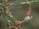 Image. Boreal Chickadee