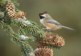 Image. Boreal Chickadee