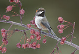 Image. Boreal Chickadee
