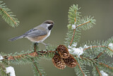 Image. Boreal Chickadee