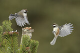 Image. Boreal Chickadee