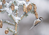 Image. Boreal Chickadee
