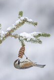 Image. Boreal Chickadee