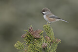 Image. Boreal Chickadee