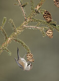 Image. Boreal Chickadee