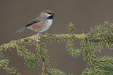 Image. Boreal Chickadee