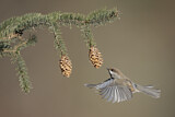 Image. Boreal Chickadee