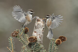 Image. Boreal Chickadee