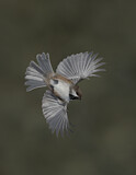 Image. Boreal Chickadee