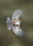 Image. Boreal Chickadee