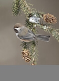 Image. Boreal Chickadee