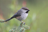 Image. Boreal Chickadee