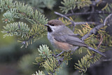 Image. Boreal Chickadee