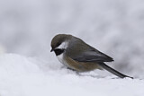 Image. Boreal Chickadee