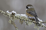 Image. Boreal Chickadee