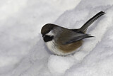 Image. Boreal Chickadee