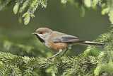 Image. Boreal Chickadee