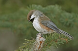 Image. Boreal Chickadee
