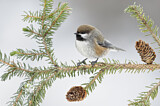 Image. Boreal Chickadee