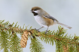 Image. Boreal Chickadee