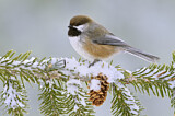 Image. Boreal Chickadee