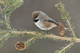 Image. Boreal Chickadee