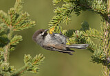 Image. Boreal Chickadee
