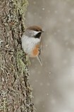 Image. Boreal Chickadee