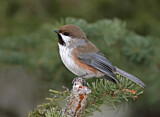 Image. Boreal Chickadee