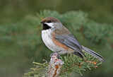 Image. Boreal Chickadee
